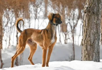 Қазақы ит тұқымдарының күні ресми бекітілді