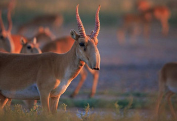 Абай облысында қанша ақбөкен бар