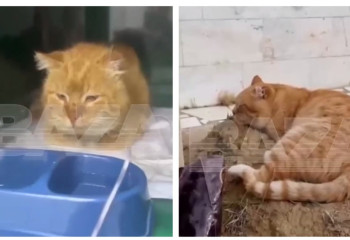 Кот-Хатико 7 лет живёт на могиле любимого хозяина