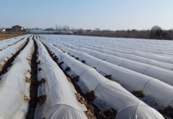 Түркістан облысының шаруалары егін егу науқанын бастап кетті