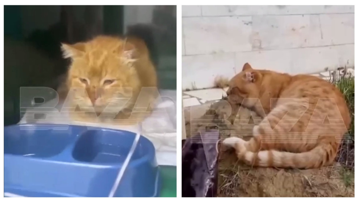  Скриншоты видео 