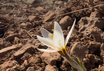 Ақпанның басында Қазығұрт тауының етегінде бәйшешек гүлдеді
