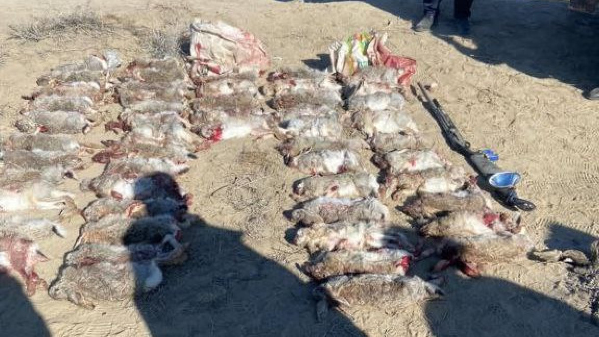  instagram.com/qazaqormany 