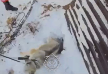 Спасатели вызволили собаку из колодца