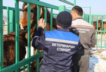 Чипирование лошадей проводится в Жамбылской области