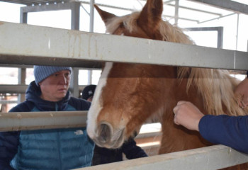 Жамбыл облысында жылқыларды чиптеу жүзеге асырылады