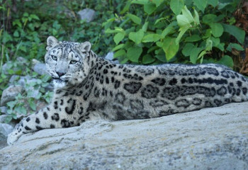 Сегодня отмечается Международный день арабского леопарда