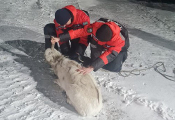 ТЖМ құтқарушылары Қарағанды облысында қатып қалған киікті аман алып қалды