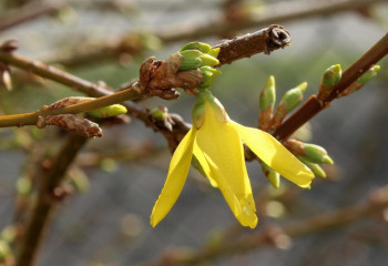 Наурызда қазақстандықтарға қосымша демалыс күндері беріледі