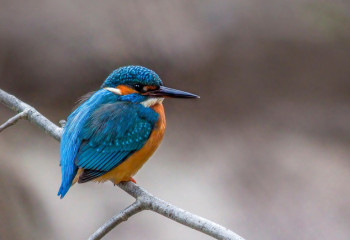Алдағы күндері жауын-шашын күтіледі