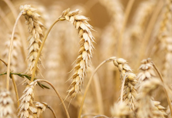 Қазақстанда өнімділікті арттыру үшін жоғары сапалы тұқымдар орталығы құрылады