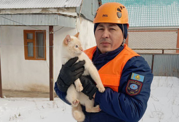 Актюбинские спасатели выручили из беды кота