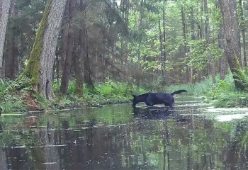 Считавшихся легендой редких хищников случайно засняли на камеру