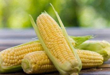 Алматы облысында жүгерінің рекордтық 270 мың тоннасы жиналды