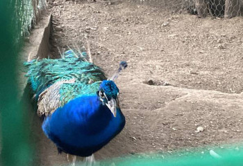 Алматы зообағы басқа қалаға көшіріле ме?