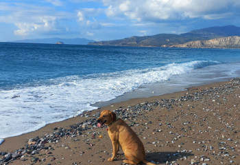 Жительница Родоса ищет добровольца для бесплатного проживания в уединенном доме на острове