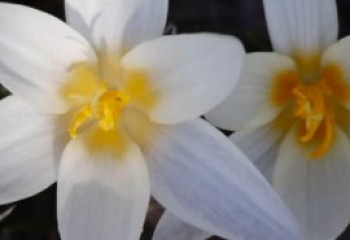 В Шымкенте уже весна: температура выросла до +10 и появились подснежники