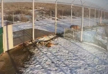 В Иле-Балхашском резервате у амурских тигров начался брачный сезон