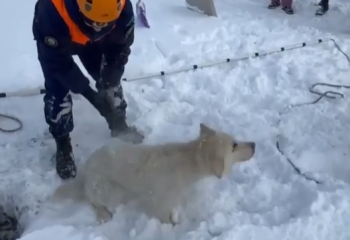 ТЖМ қызметкерлері құдыққа түсіп кеткен итті құтқарды