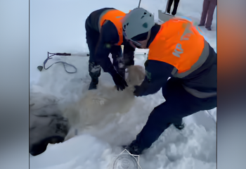 В Актобе спасли собаку, провалившуюся в колодец