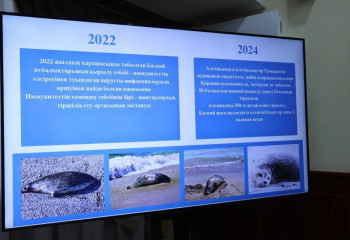 Аким Мангистау поручил принять план действий по сохранению каспийского тюленя