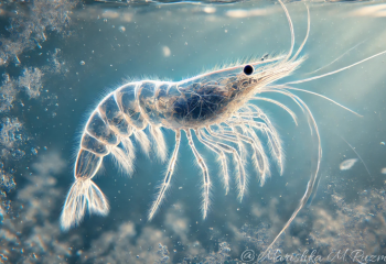 В Павлодарской области осудили мужчину за незаконную добычу артемии салина