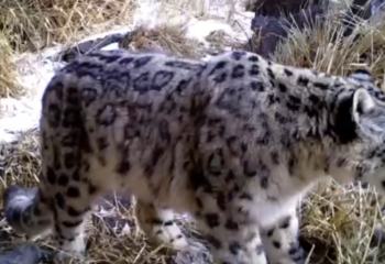 Занесенный в Красную книгу снежный барс попал в фотоловушку в нацпарке «Алтын-Эмель»