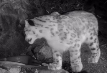 Алтын-Емел ұлттық паркінде қар барысы фототұзаққа түсіп қалды