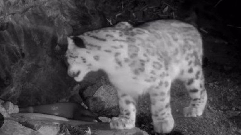  Видеодан кадр 