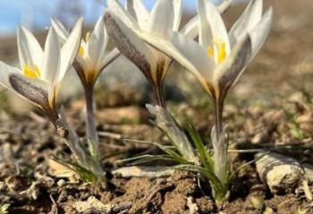 Елімізде сирек кездесетін өсімдіктер гүлдей бастады