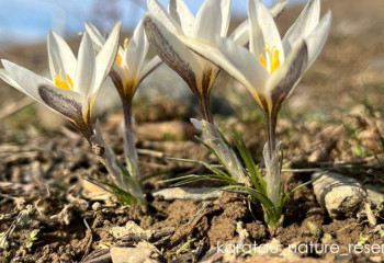 Редкие растения расцветают в Казахстане