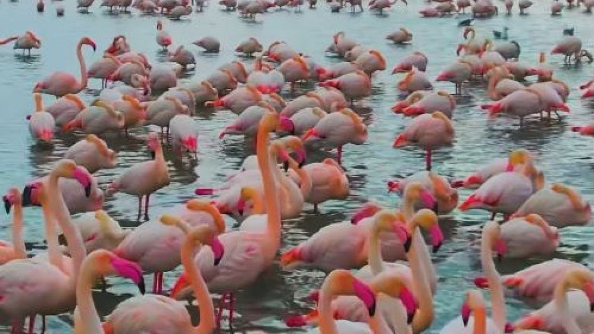  instagram.com/nurkentazhibay 