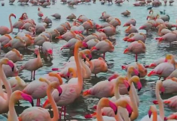 Маңғыстауға қоқиқаздар ұшып келді