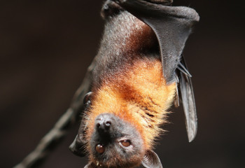 «53 адам қайтыс болды». Белгісіз аурудан адамдар жаппай қырылып жатыр