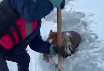ТЖМ құтқарушылары суға батқан жылқыны мұз астынан алып шықты