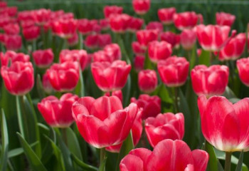 Ахмет Ясауи университетінің ботаникалық бағында қызғалдақтар гүлдеді