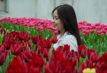 В ботаническом саду Университета Ахмета Ясави расцвели тюльпаны: учёные расширяют тепличное хозяйство