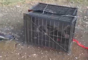 Львенка-питомца завел житель Туркестанской области и пытался продать его в Шымкенте