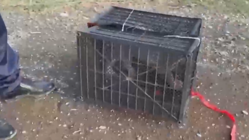  Кадр из видео/ ДП Шымкента 