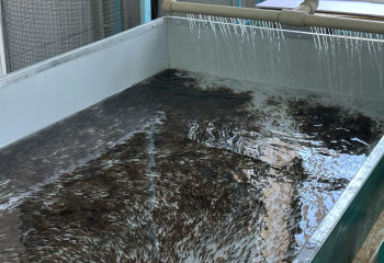 Мальков рыбы выращивают прямо в лаборатории при колледже в области Абай