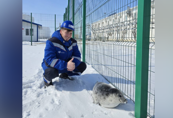 В Мангистау работники «КазТрансОйл» спасли заблудившегося детёныша тюленя