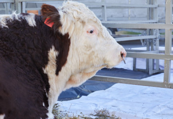 Миллионные махинации с субсидиями на животноводство выявили прокуроры ЗКО