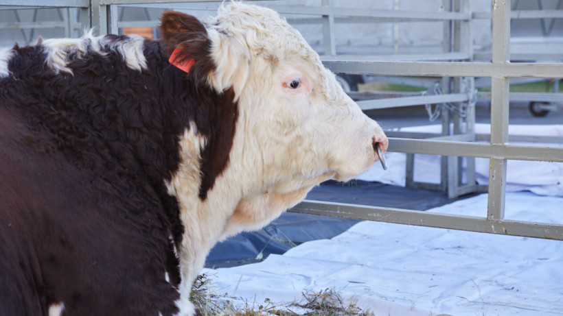  © El.kz/Газиз ШАКИРОВ 