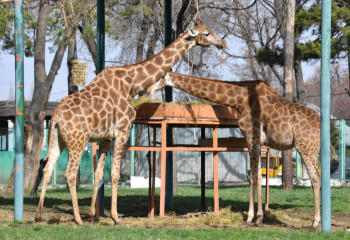 Almaty Zoo sets attendance record with over million visitors