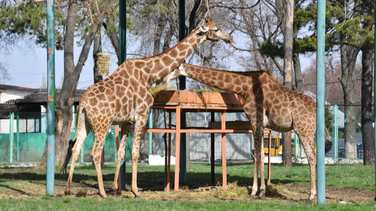  Пресс-служба акима города Алматы 