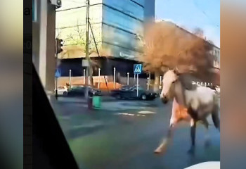 Лошадь скакала по улицам Семея, она сбила женщину и спровоцировала ДТП