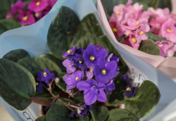 8 марта в Алматы: насыщенная программа для жителей и гостей мегаполиса