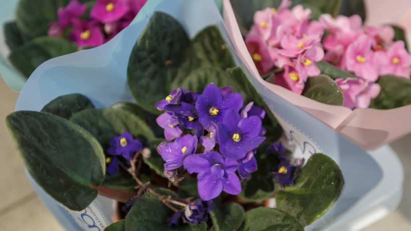  ©El.kz/ Артем ЧУРСИНОВ 