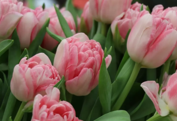 8 наурыз – Халықаралық әйелдер күні