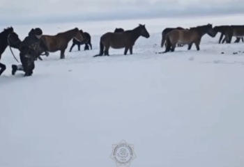Ақтөбе облысында ТЖМ өкілдері жылқылар үйірін құтқарды